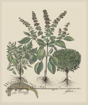 Besler 235 Colored  B2